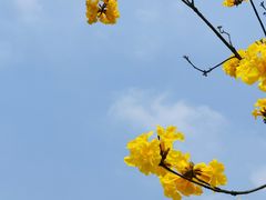 -东莞植物园