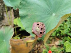 -槟城宝盛园民宿