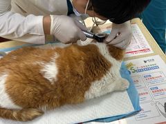 -艾贝尔宠物诊疗