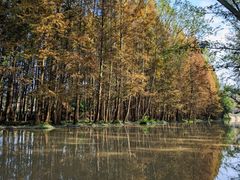 -桤木河湿地公园