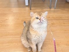-有喵·猫咖·狗咖·30几只猫10只小狗(岗厦店)