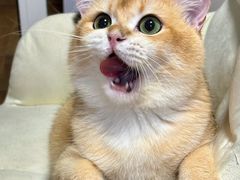 -芭比堂动物医院·CT·微创中心(新顺分院)