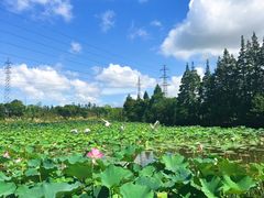 -上海长兴岛郊野公园
