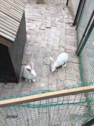 -上美四季动物农场
