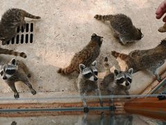 -石家庄市动物园