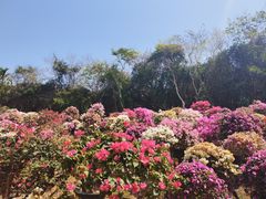 -三亚蜈支洲岛旅游区