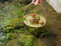 -深圳仙湖植物园
