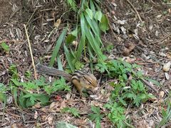 -五营红松林海景区