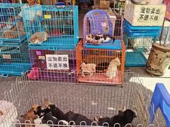 -清平路水族市场
