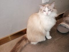 -飞行喵MR PILOT|猫舍·猫咖(静安大融城店)