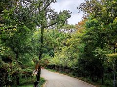 -紫金山山顶公园