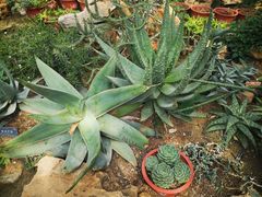 -国家植物园南园