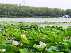 -大兴滨河森林公园