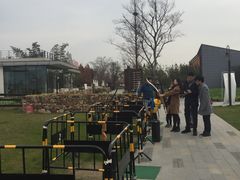 -田园东方蜜桃村的田野营地