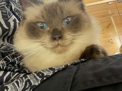 -喵喵咪呀布偶猫咖(春熙路店)