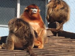 -大连森林动物园