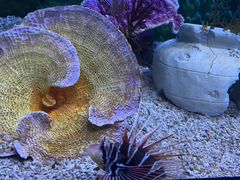 -芜湖新华联大白鲸海洋公园