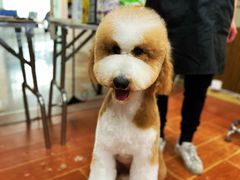 -鑫艺宠物美容培训学校