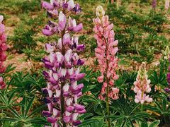 -青峰峡国家森林公园