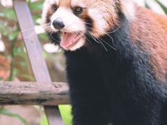 -深圳野生动物园