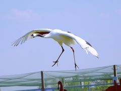-盐城丹顶鹤湿地生态旅游区