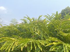 -中国科学院西双版纳热带植物园