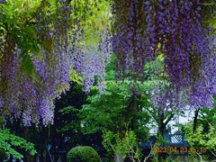 -嘉定紫藤园