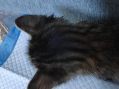 -纳吉亚猫专科动物医院·北北分院