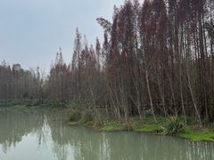 -桤木河湿地公园