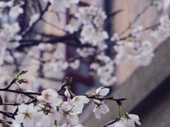-武汉大学-樱园