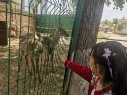 -上美四季动物农场