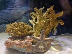 -上海海洋水族馆