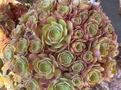 -中环花鸟鱼虫市场