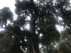 -黄帝陵