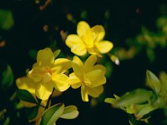 -白塘生态植物园