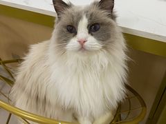 -鼓捣猫呢主题猫咖店