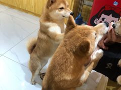 -柴源莊·柴小宠柴犬咖啡