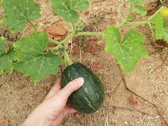 -海堤葡萄园中小学生研学基地