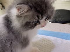 -萌兽医馆·宠物医院·猫骨科(创景店)