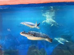 -广东惠东海龟国家级自然保护区
