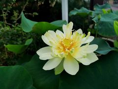 -荷塘月色湿地公园·向阳花洲
