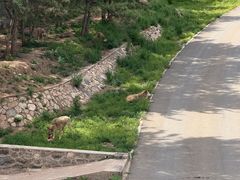 -大青山野生动物园