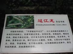 -广西壮族自治区药用植物园