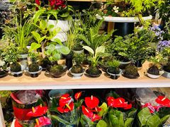 -南汇花鸟市场(上海浦东新花卉店)