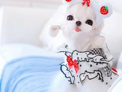 -萌宠之家·腊肠犬·马尔泰·小体犬舍