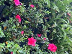 -刘胖子家常菜·蹄花焖藕(中央花园店)