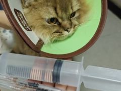 -御宝贝·A梦猫科宠物医院(国际猫友好医院)