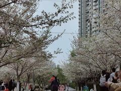 -西北湖绿化广场