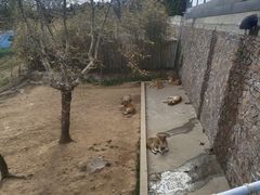 -西霞口神雕山野生动物世界