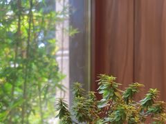 -小西家作(富力爱丁堡店)